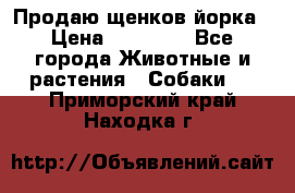 Продаю щенков йорка › Цена ­ 10 000 - Все города Животные и растения » Собаки   . Приморский край,Находка г.